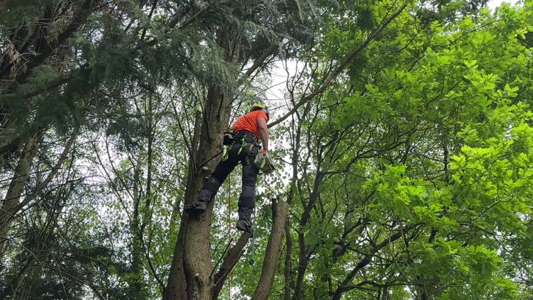 Reliable Bonneau Beach, SC Tree Removal and Landscaping Services Solutions